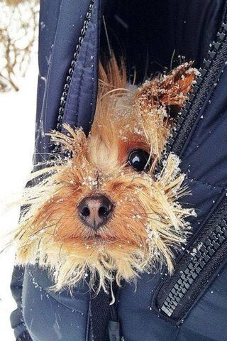 Winter Cuddles: The Snowy Pup