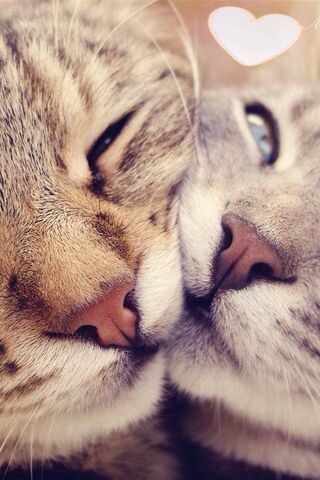 Purrfect Companions: A Feline Love Story 🐾❤️