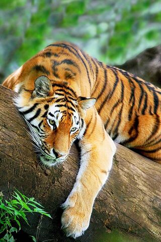 Serene Stripes: A Tiger's Tranquil Moment 🐅🌿