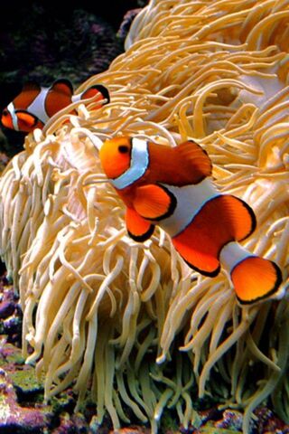 Clownfish Paradise: A Colorful Underwater World 🌊🐠