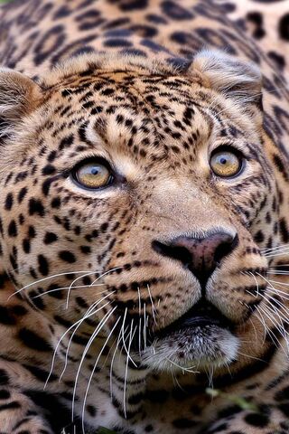 Majestic Gaze of the African Leopard 🐆✨