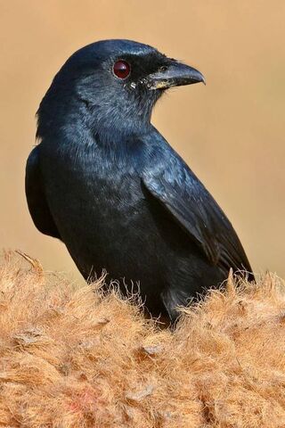 Black Drongo