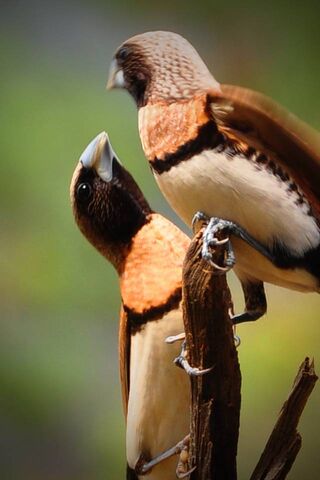 Whispers of Affection: Lovebirds in Harmony 🕊️❤️