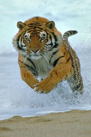 Majestic Stride: Tiger'..