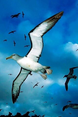 Soaring Skies: The Albatross Airline 🕊️✈️