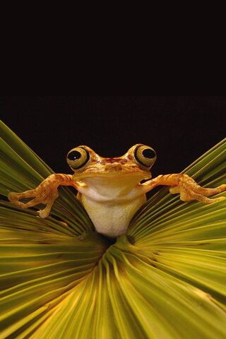 Frog on a Leaf: Nature'..