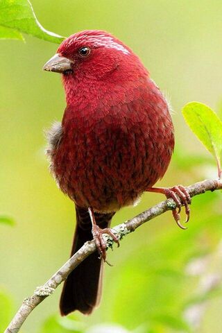 Solitary Serenade: The Lonely Bird