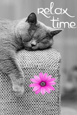 Cozy Cat Nap 💤🌸