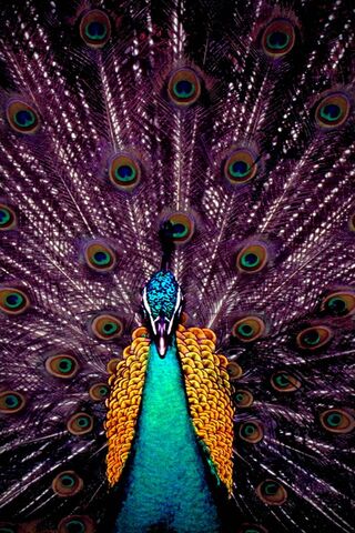 Majestic Splendor: The ..