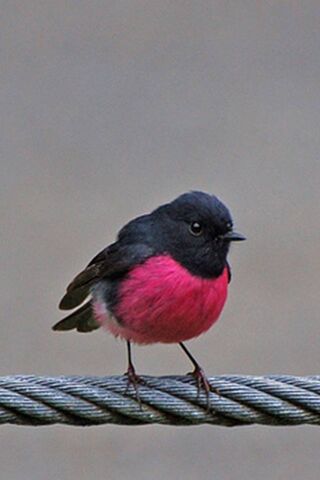 Solitary Beauty: The Lonely Bird