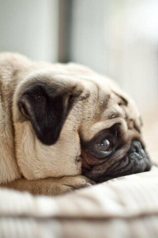 Pug Life: The Cuddle Ch..