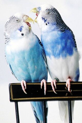Charming Blue Budgies: ..
