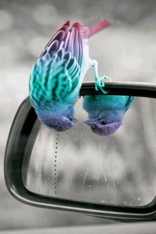 Mirror, Mirror: The Pla..