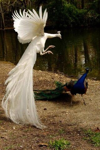 Majestic Encounters: Th..