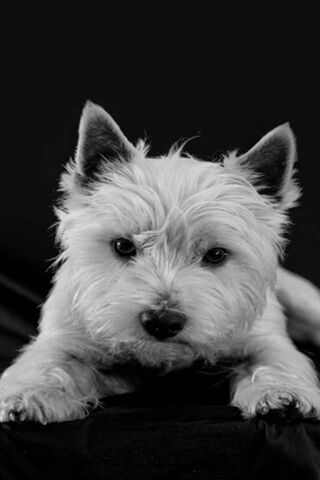 Black White Puppy