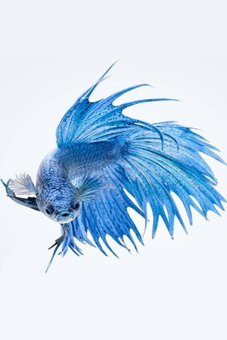 The Stunning Blue Betta: Nature's Living Jewel 💙🐟