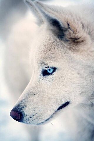 Mystic Eyes of the Arct..