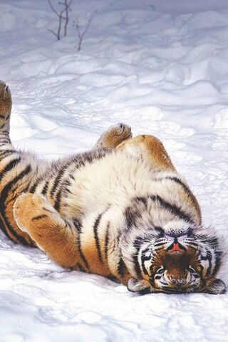 Chill Vibes: The Relaxing Tiger 🐅❄️