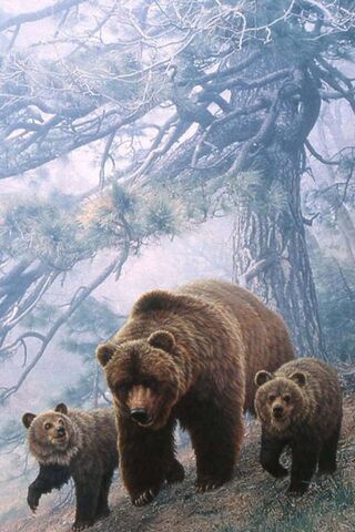 Adventures in the Bear ..