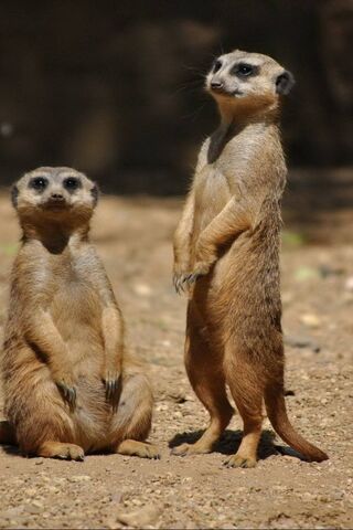 Curious Meerkats on Watch! 🐾