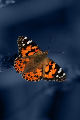 Wings of Wonder: The Bu..