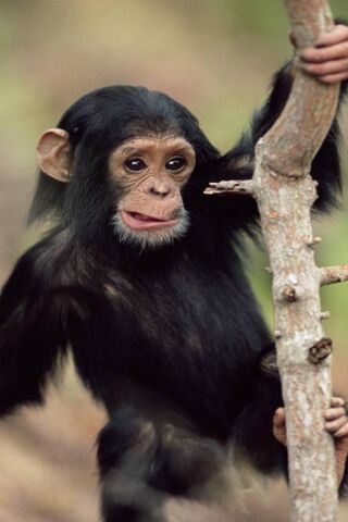 Adorable Baby Chimpanzee: Nature's Little Explorer 🐒✨
