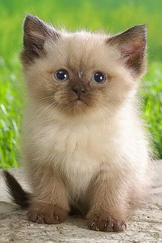 Adorable Himalayan Kitt..