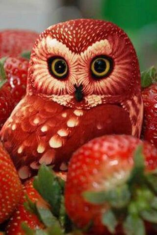 Berry Cute Owl 🍓🦉