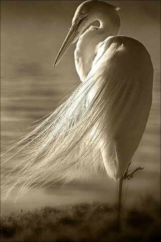 Elegance in Motion: The Stork's Grace