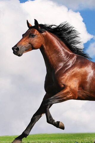 Majestic Gallop: A Hors..