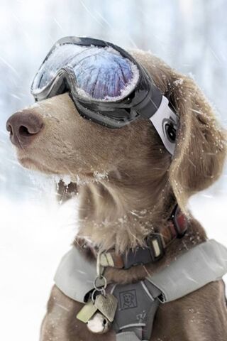 Chilly Adventures with Clever Snowny Dog! ❄️🐾