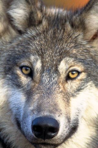 Majestic Wolf: The Spir..