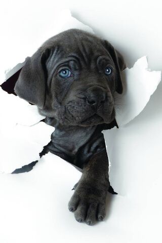 Cane Corso Pup