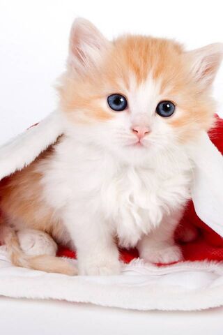 Cute Cat