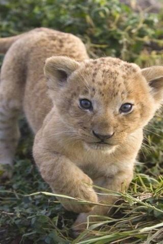 Lion Cub