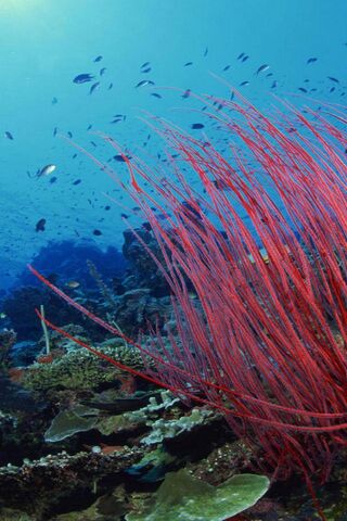Coral Symphony: A Dance Beneath the Waves 🌊🎶