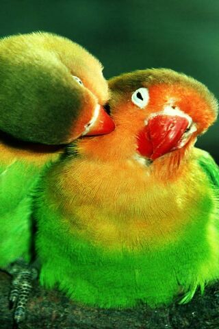 Phoneky Burung Lovebird Hd Wallpapers