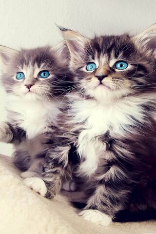 Adorable Duo: The Blue-..
