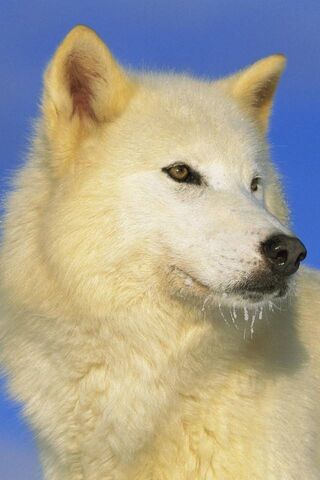 Majestic Arctic Wolf: N..