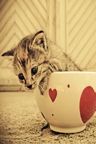 Adorable Kitty in a Hea..