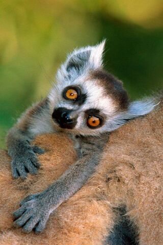 Gaze of Curiosity: The Lemur's Charm