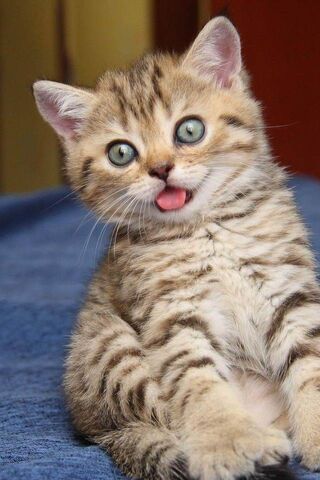 Adorable Whiskers: The ..
