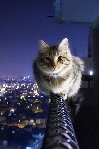 Balancing Act: The Feline Tightrope Walker 🐾✨
