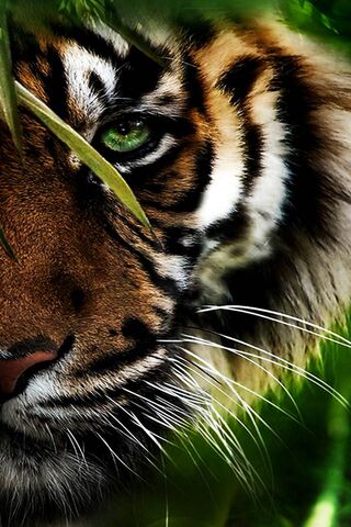 Tiger Wallpaper - Download to your mobile from PHONEKY