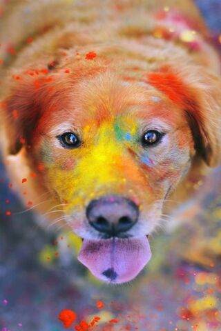 Vibrant Paws: A Splash of Joy! 🌈🐾