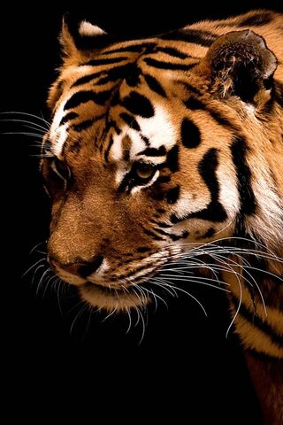 Majestic Stripes: The E..