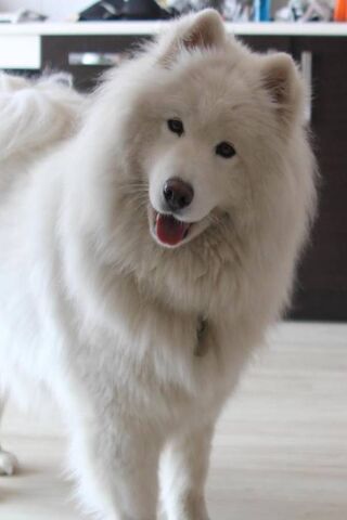 Samoyed