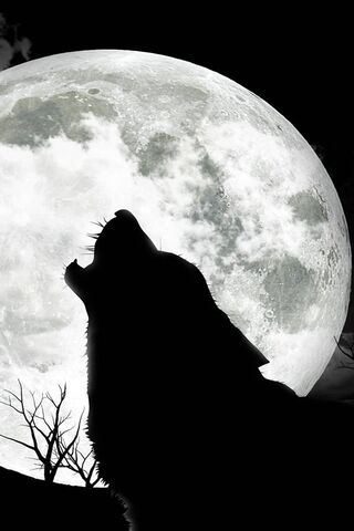 الذئب المظلم