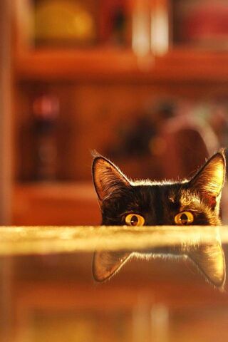 Curious Cat Peeking Ove..