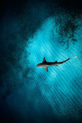 Mysteries Beneath: The Dance of Sea and Sark 🌊🦈